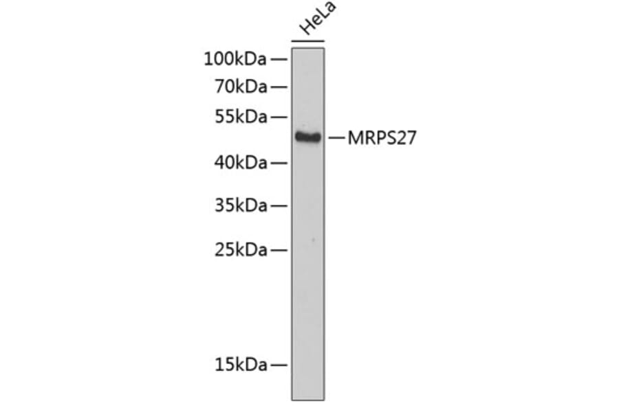Western Blot - Anti-MRPS27 Antibody (A4527) - Antibodies.com