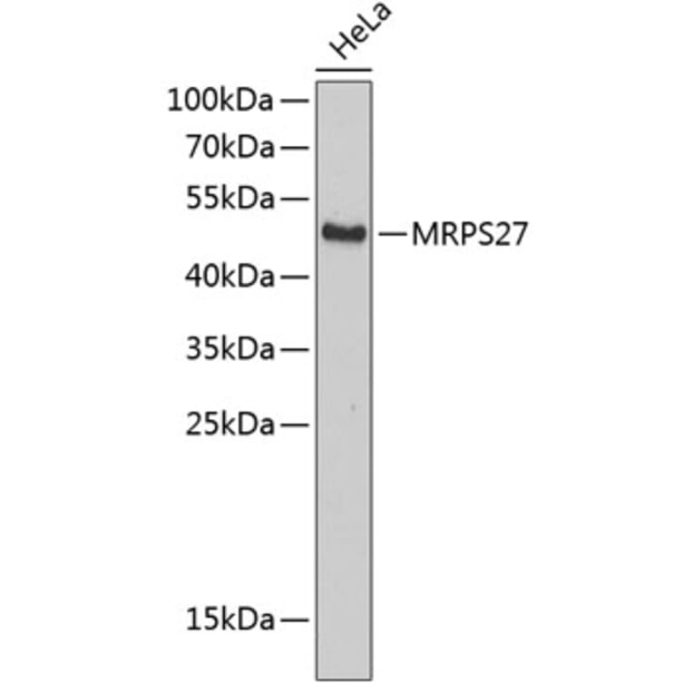 Western Blot - Anti-MRPS27 Antibody (A4527) - Antibodies.com