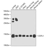 Western Blot - Anti-COTL1 Antibody (A14581) - Antibodies.com