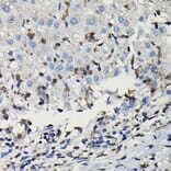 Immunohistochemistry - Anti-COTL1 Antibody (A14581) - Antibodies.com