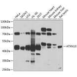 Western Blot - Anti-SCA10 Antibody (A14582) - Antibodies.com