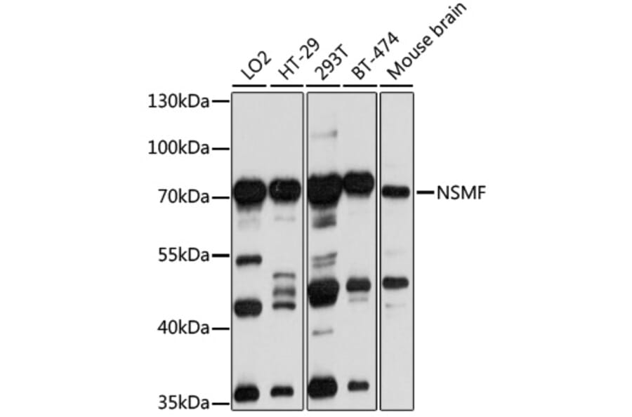 Western Blot - Anti-NELF Antibody (A14583) - Antibodies.com