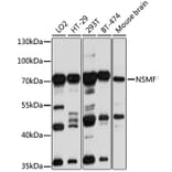 Western Blot - Anti-NELF Antibody (A14583) - Antibodies.com
