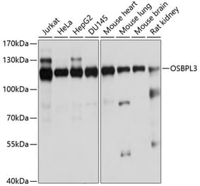 Western Blot - Anti-ORP-3 Antibody (A14584) - Antibodies.com