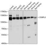 Western Blot - Anti-ORP-3 Antibody (A14584) - Antibodies.com