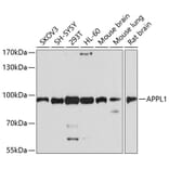 Western Blot - Anti-APPL Antibody (A14585) - Antibodies.com