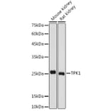 Western Blot - Anti-TPK1 Antibody (A14588) - Antibodies.com