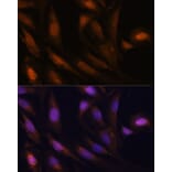 Immunofluorescence - Anti-UBE2S Antibody (A14590) - Antibodies.com