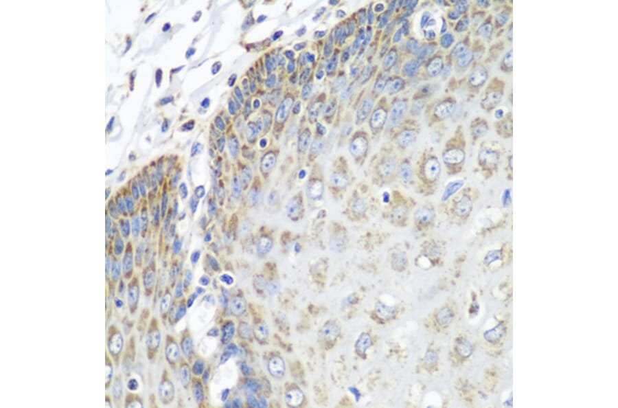 Immunohistochemistry - Anti-Tropomodulin 3 Antibody (A14591) - Antibodies.com