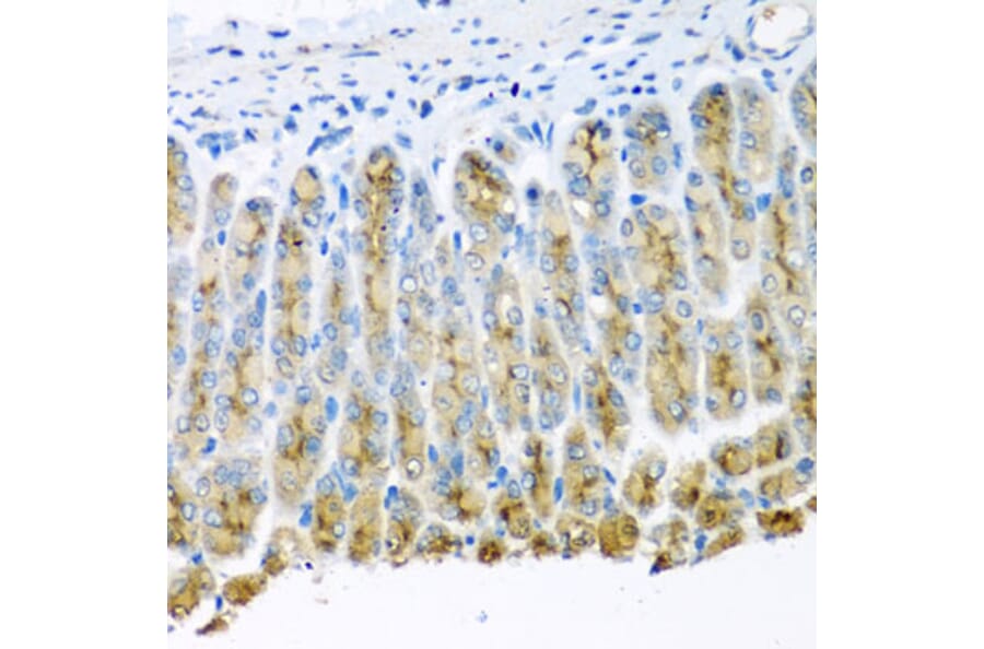 Immunohistochemistry - Anti-UQCR10 Antibody (A4674) - Antibodies.com
