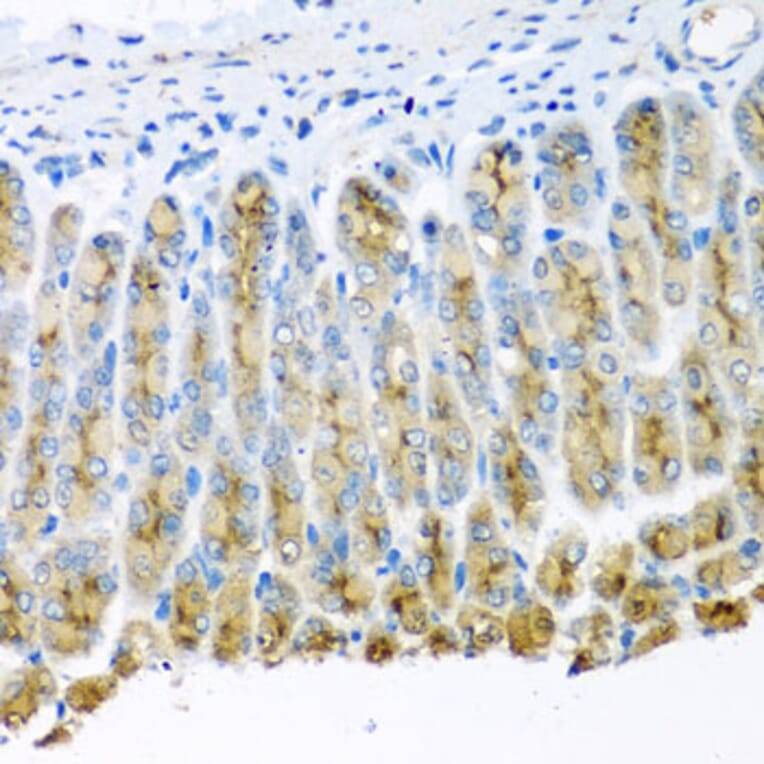 Immunohistochemistry - Anti-UQCR10 Antibody (A4674) - Antibodies.com