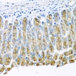 Immunohistochemistry - Anti-UQCR10 Antibody (A4674) - Antibodies.com
