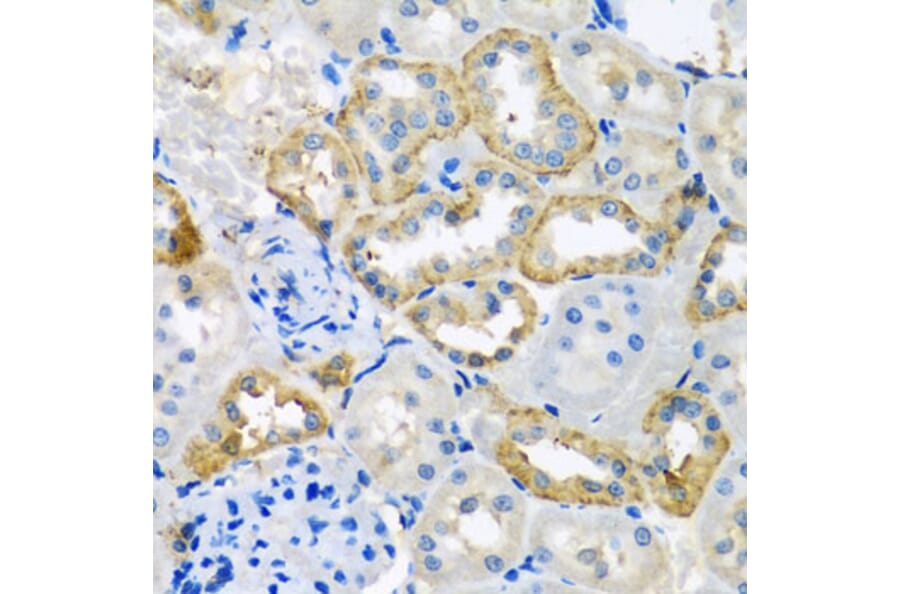 Immunohistochemistry - Anti-UQCR10 Antibody (A4674) - Antibodies.com