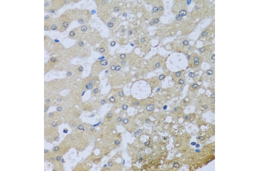 Immunohistochemistry - Anti-UQCR10 Antibody (A4674) - Antibodies.com