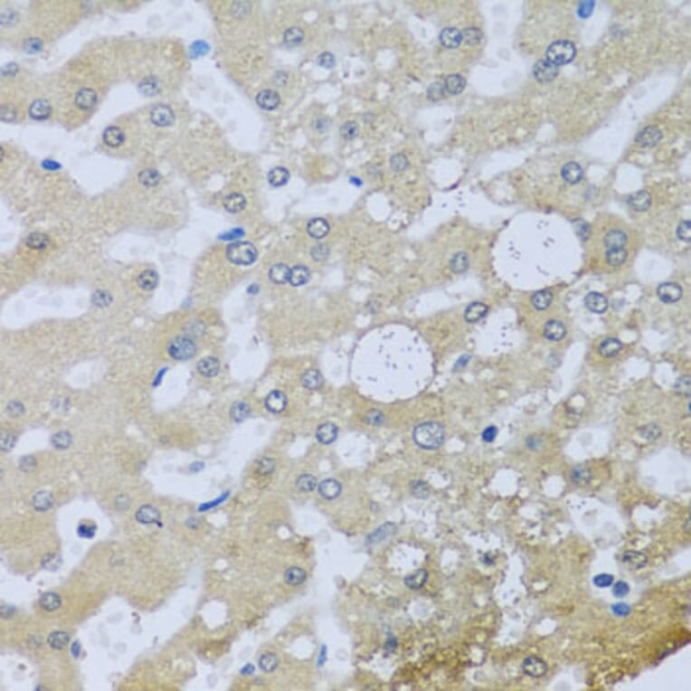 Immunohistochemistry - Anti-UQCR10 Antibody (A4674) - Antibodies.com