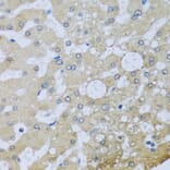 Immunohistochemistry - Anti-UQCR10 Antibody (A4674) - Antibodies.com