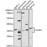Western Blot - Anti-KCNIP1 Antibody (A4684) - Antibodies.com