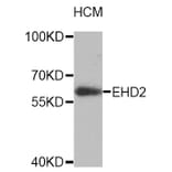 Western Blot - Anti-EHD2 Antibody (A4685) - Antibodies.com