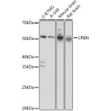 Western Blot - Anti-CRBN Antibody (A14596) - Antibodies.com