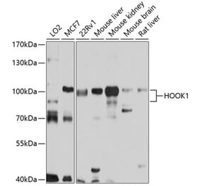 Western Blot - Anti-HOOK1 Antibody (A14597) - Antibodies.com