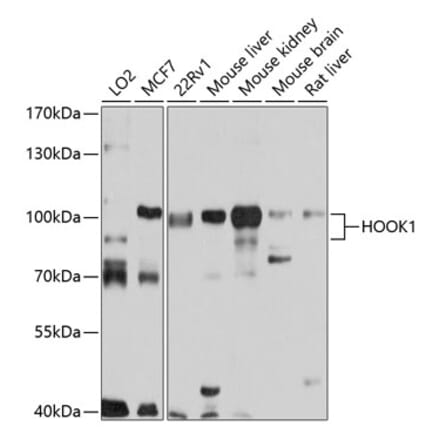 Western Blot - Anti-HOOK1 Antibody (A14597) - Antibodies.com