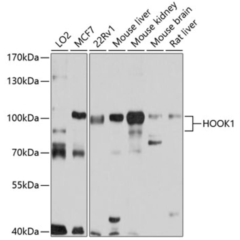 Western Blot - Anti-HOOK1 Antibody (A14597) - Antibodies.com
