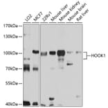 Western Blot - Anti-HOOK1 Antibody (A14597) - Antibodies.com