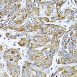 Immunohistochemistry - Anti-CC2D1A Antibody (A14603) - Antibodies.com