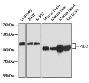 Western Blot - Anti-PIDD1 Antibody (A14605) - Antibodies.com