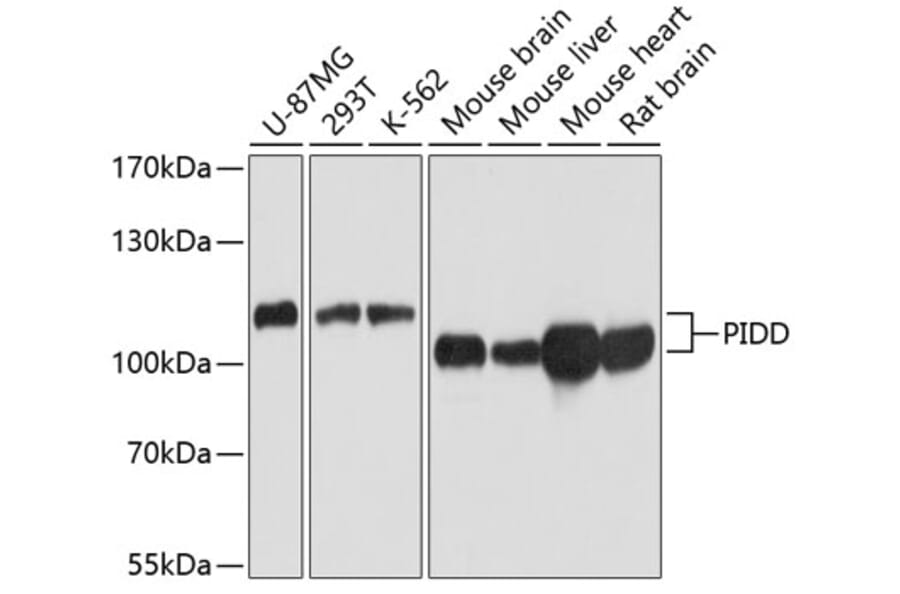 Western Blot - Anti-PIDD1 Antibody (A14605) - Antibodies.com