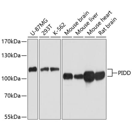 Western Blot - Anti-PIDD1 Antibody (A14605) - Antibodies.com