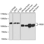 Western Blot - Anti-PIDD1 Antibody (A14605) - Antibodies.com