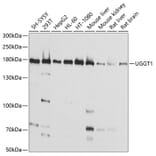 Western Blot - Anti-UGGT/UGT1 Antibody (A14608) - Antibodies.com
