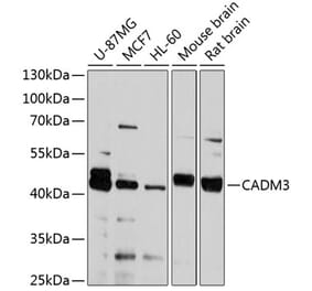 Western Blot - Anti-NECL-1 Antibody (A14610) - Antibodies.com