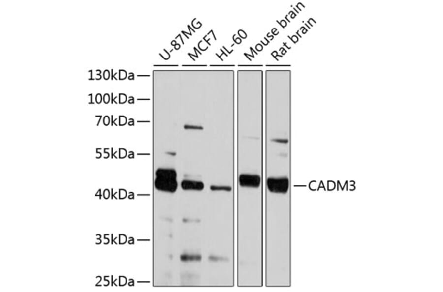 Western Blot - Anti-NECL-1 Antibody (A14610) - Antibodies.com
