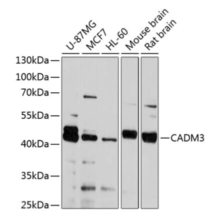 Western Blot - Anti-NECL-1 Antibody (A14610) - Antibodies.com