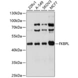 Western Blot - Anti-FKBPL Antibody (A4916) - Antibodies.com
