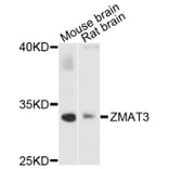 Western Blot - Anti-ZMAT3 Antibody (A4928) - Antibodies.com