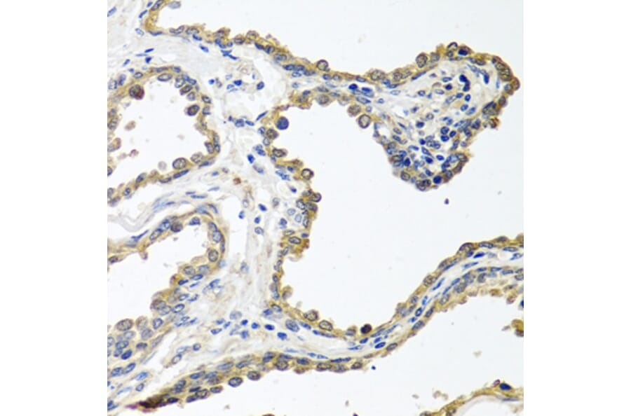 Immunohistochemistry - Anti-COLEC11 Antibody (A14615) - Antibodies.com