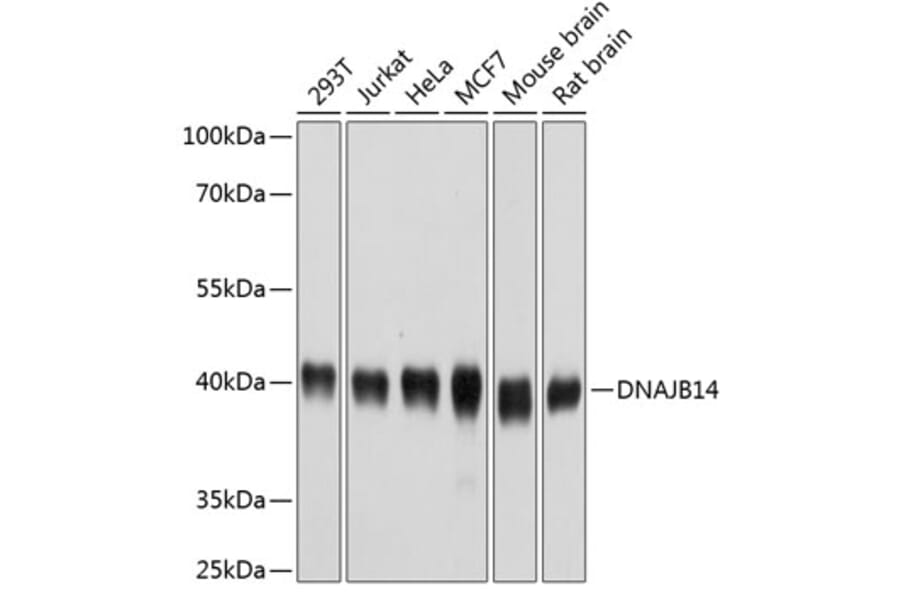 Western Blot - Anti-DNAJB14 Antibody (A14619) - Antibodies.com