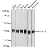 Western Blot - Anti-DNAJB14 Antibody (A14619) - Antibodies.com