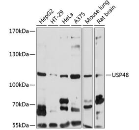 Western Blot - Anti-USP48 Antibody (A14621) - Antibodies.com