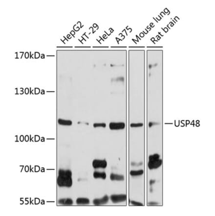 Western Blot - Anti-USP48 Antibody (A14621) - Antibodies.com