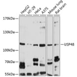 Western Blot - Anti-USP48 Antibody (A14621) - Antibodies.com