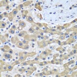 Immunohistochemistry - Anti-GFM1 Antibody (A14622) - Antibodies.com