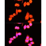 Immunofluorescence - Anti-DNAJC19 Antibody (A14624) - Antibodies.com