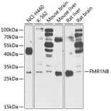 Western Blot - Anti-FMR1NB Antibody (A14628) - Antibodies.com