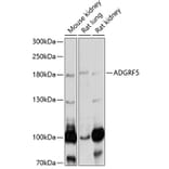 Western Blot - Anti-GPCR GPR116 Antibody (A14629) - Antibodies.com