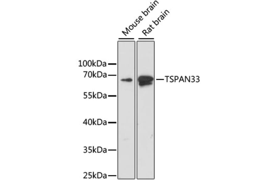 Western Blot - Anti-Tetraspanin-33 Antibody (A14630) - Antibodies.com