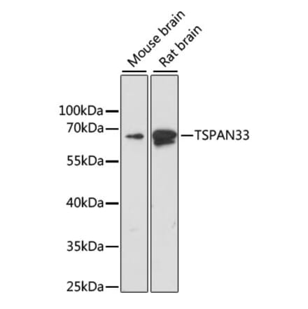 Western Blot - Anti-Tetraspanin-33 Antibody (A14630) - Antibodies.com